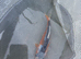 Shusui koi 4-6 inches