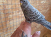 GOTHIC BLACK BUDGIES