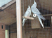 Baby cockatiels, aviary bred, DNA’d