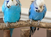 Proven pair of English Budgies
