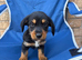 Jack Russell x Yorkshire terrier 2 boy pups READY TO GO