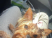 Mini Yorkie girl