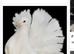 Fantails
