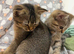 Beautiful Scottish Fold/Straight Kittens Ready for Their New Loving Homes