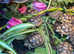 Marginated tortoise 2025 hatchlings for sale