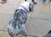 Dwkc registered English bulldog bitch