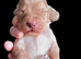 Beautiful cocker spaniel puppies