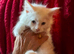 3 pure white maine coons