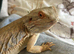 2 young bearded dragons for sale