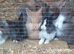 NEW & USED SINGLE & DOUBLE 3FT RABBIT HUTCHES FOR SALE
