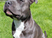 KC registered blue staffy available for stud