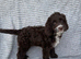 Beautiful sproodle puppies