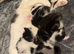 Beautiful Playful Kittens Looking For Forever Homes