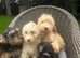 Beautiful litter of cockerpoos