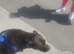 Rottweiler cross with staffy