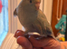Hand reared & co-parented baby kakariki