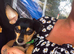 2 girls 1 boy chihuahuas for sale