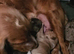 Cockapoo