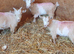 Lovely Goats
