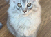 EXCEPTIONAL TICA-REGISTERED MAINE COON KITTENS