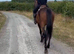 ***REDUCED Beautiful 16h 6yo Irish TB mare unraced