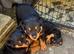 Beautiful Rottweiler puppies