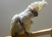 Lovely Stunning Ducorp Cockatoo Parrot