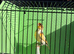 Canaries