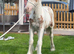 Red and white cob colt