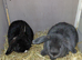 2 baby rabbits