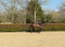 Tia 15.2 11yrs safe happy hack MD share jumper