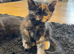 Kittens for sale