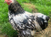 Pekin Cockerel chicken