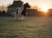 13.2hh cob gelding