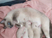 Champion bloodline Ragdolls