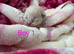 RAGDOLLS KITTENS /Reservation Open.