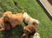 Cocker poo puppies for sale