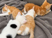 Ginger/ White kittens looking for new homes