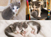 Gorgeous Blue & White British Shorthair Cross Siblings