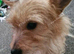Yorkshire terrier Xchihuahua