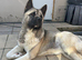 American Akita Urgent Loving Home Needed – 3-Year-Old Female American Akita