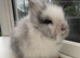 Purebred double maned lionheads