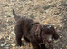 Chocolate cockapoo boy. Fully vet checked and 1st vaccs.