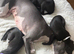 Whippet Puppy&rsquo;s ️️️