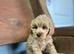 Bluebell wonderful cockapoo now ready to leave us