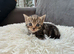 Cute little kitten