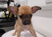 Beautiful Chihuahua Puppies