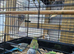 Young budgies for sale
