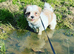 Adorable Shih Tzu puppy's looking for forever homes