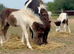 Handsome Pure Falabella Colt